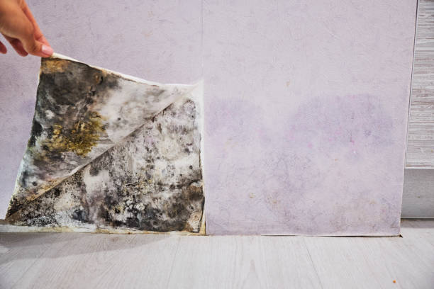 Best Mold Removal Company Near Me  in Panacea, FL